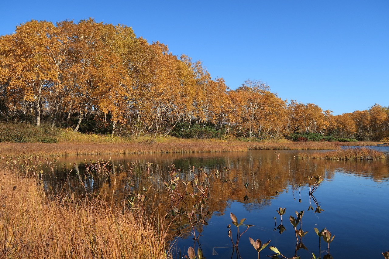 autumn lake forest free photo