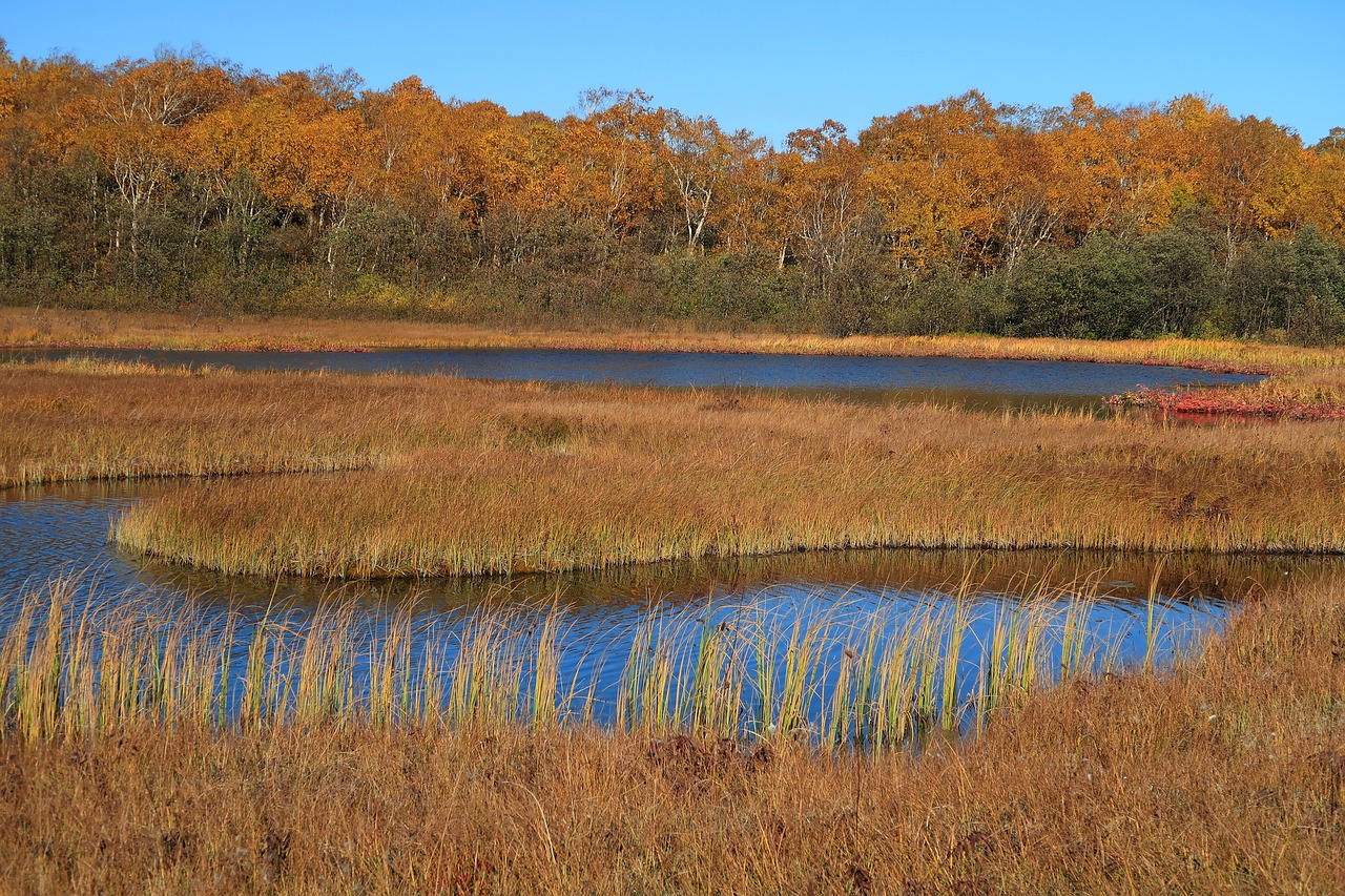 autumn lake forest free photo