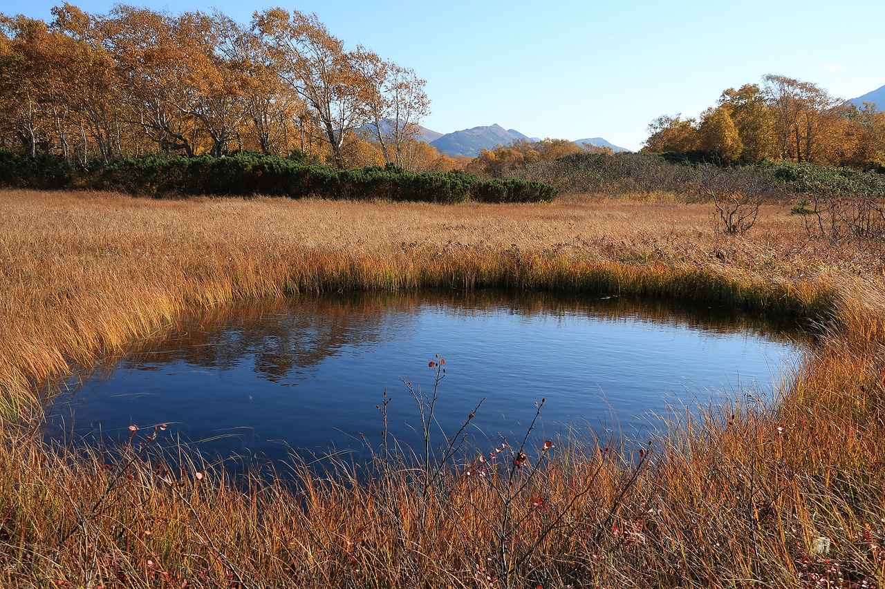 autumn lake forest free photo