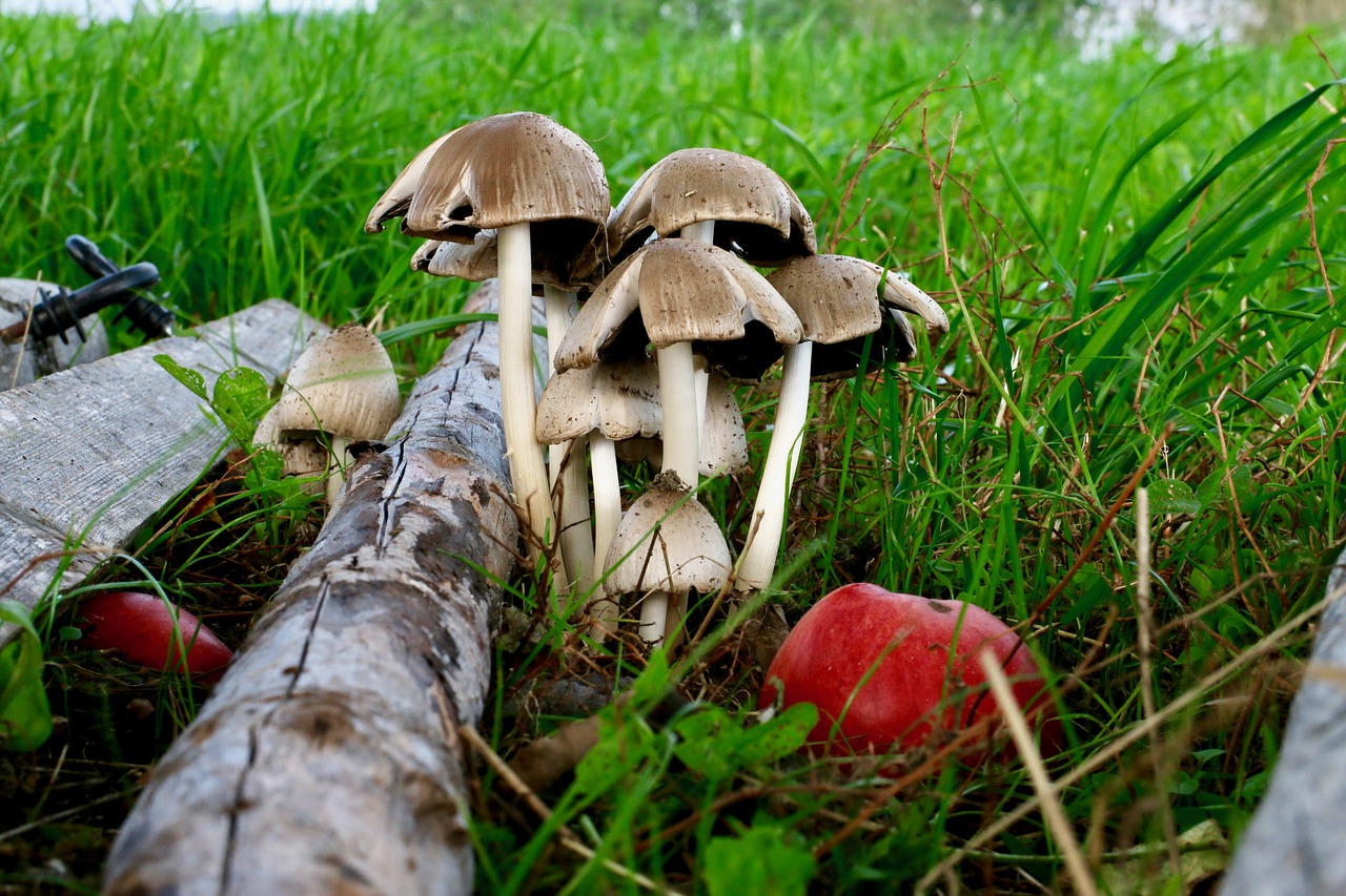 autumn mushrooms apple free photo