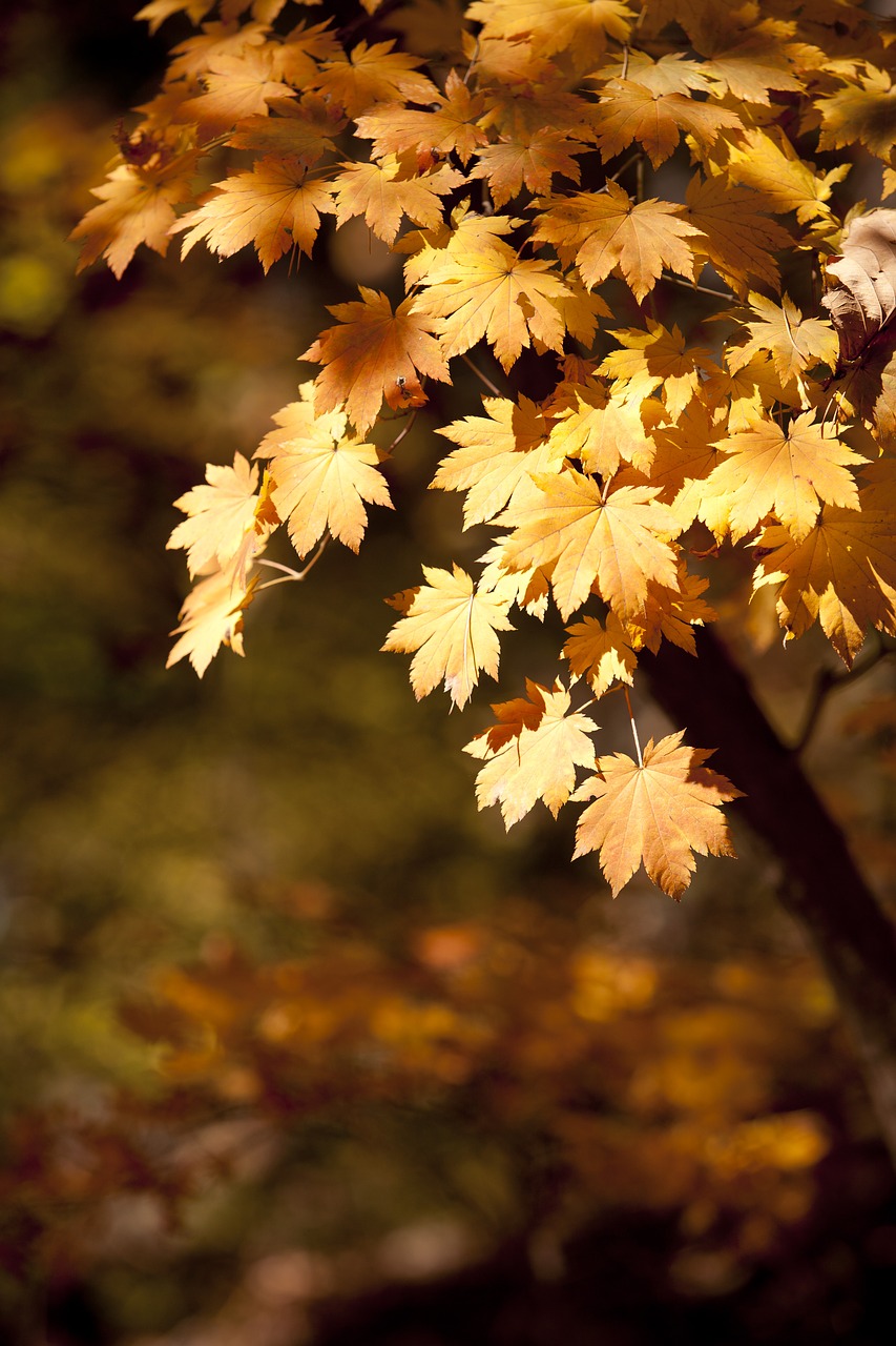 autumn autumn leaves dobong free photo