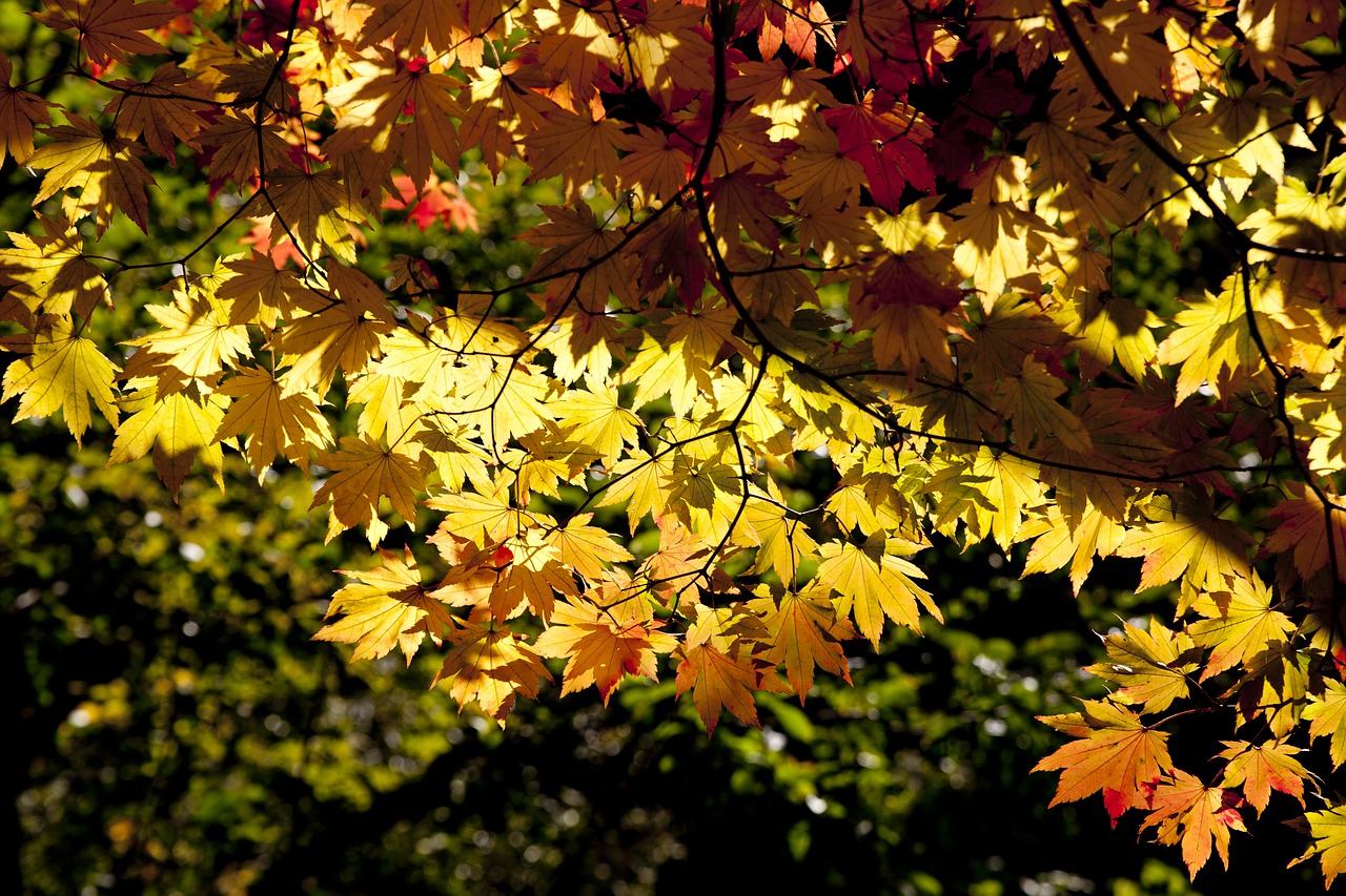 autumn autumn leaves dobong free photo