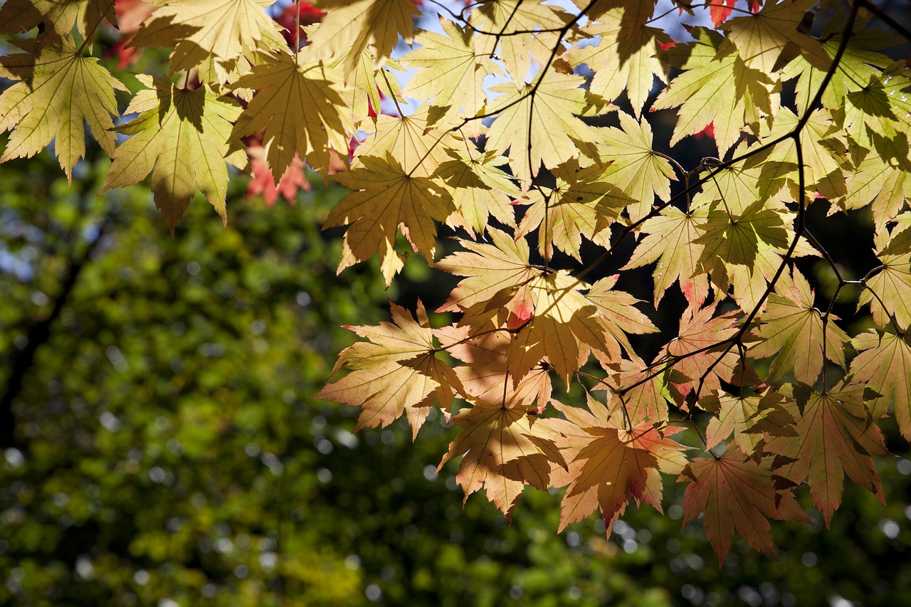 autumn autumn leaves dobong free photo