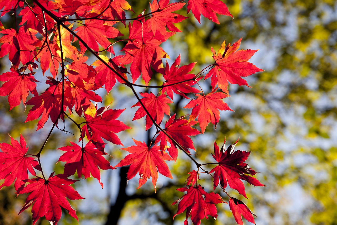 autumn autumn leaves dobong free photo