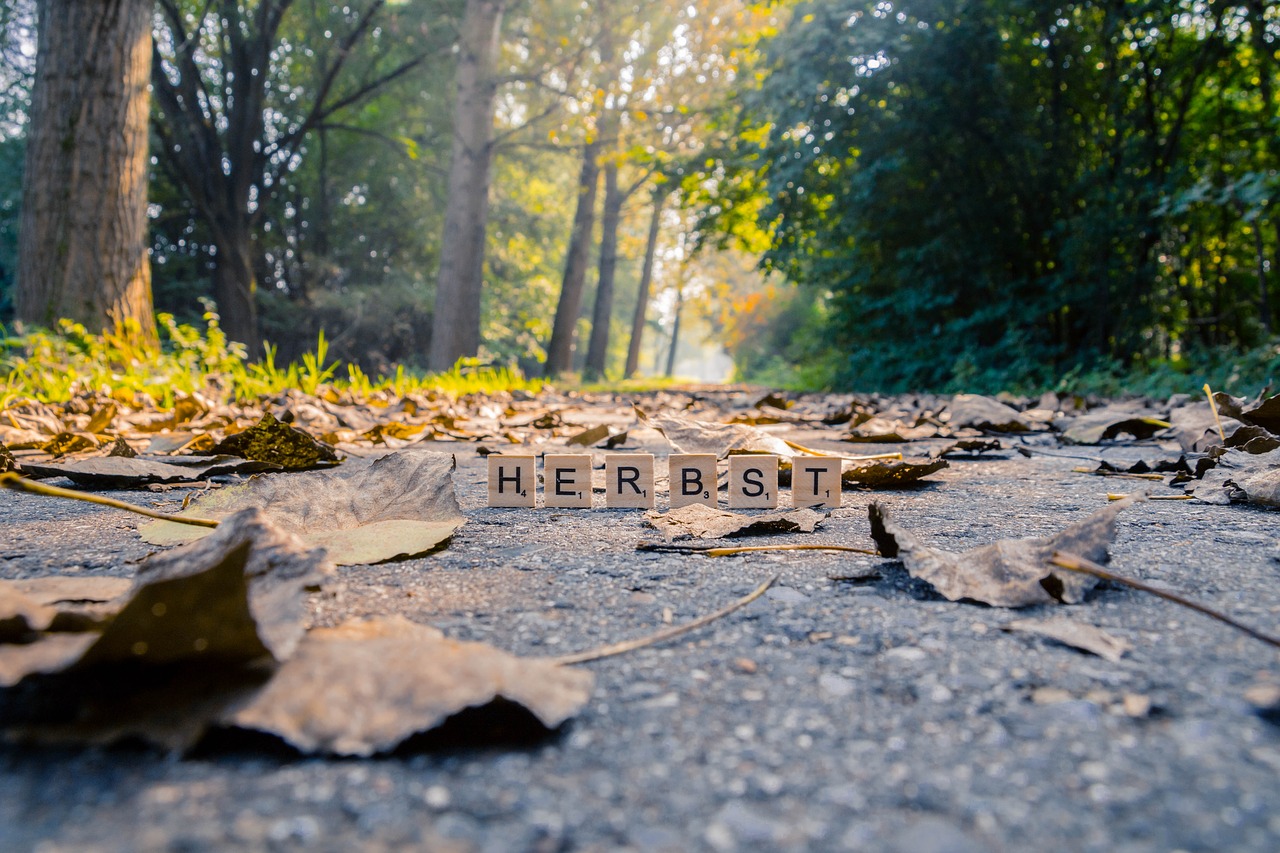 autumn forest nature free photo