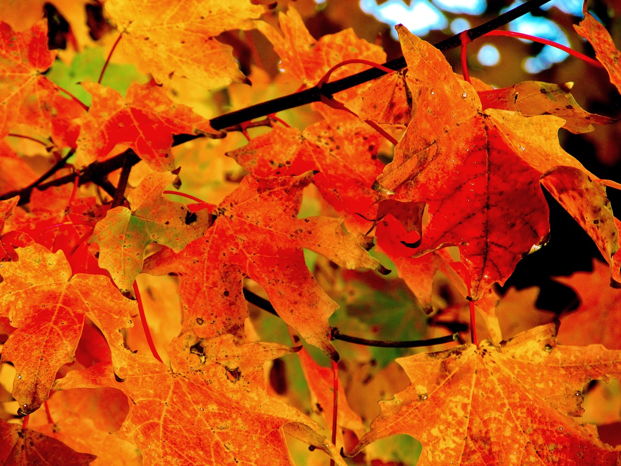 autumn leaves colors free photo