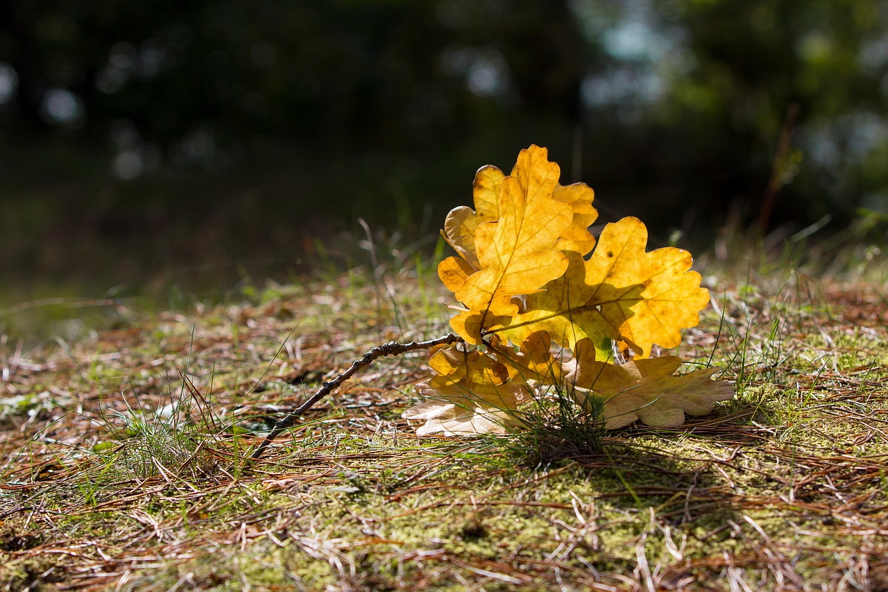 autumn leaves oak free photo