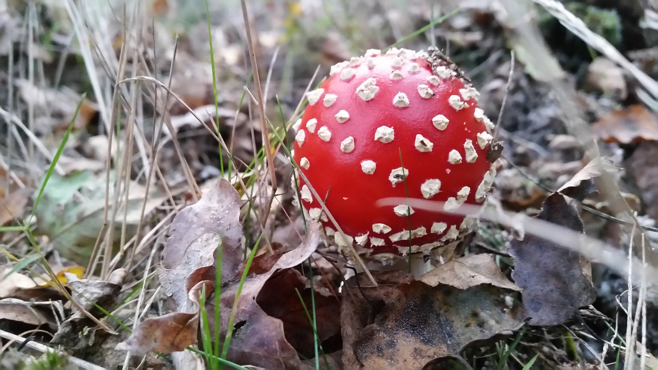 autumn mushroom nature free photo