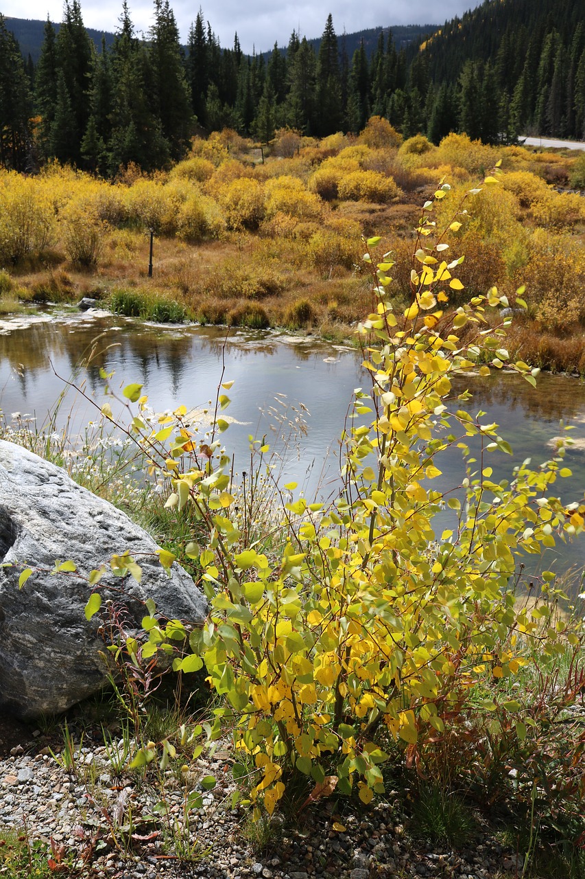 autumn fall bush free photo