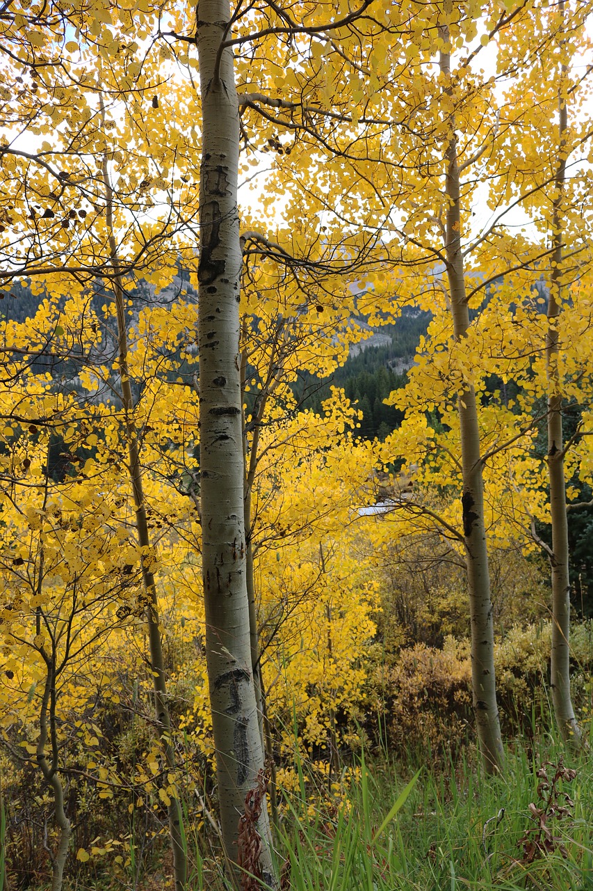 autumn fall bush free photo