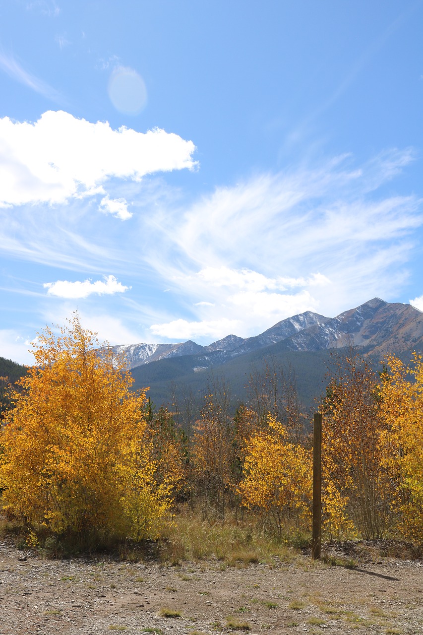 autumn fall bush free photo