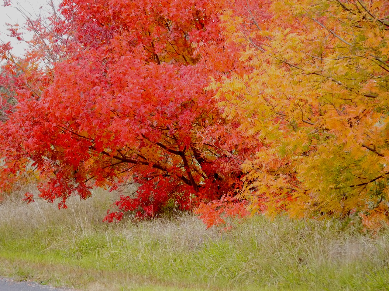 autumn colour fall free photo