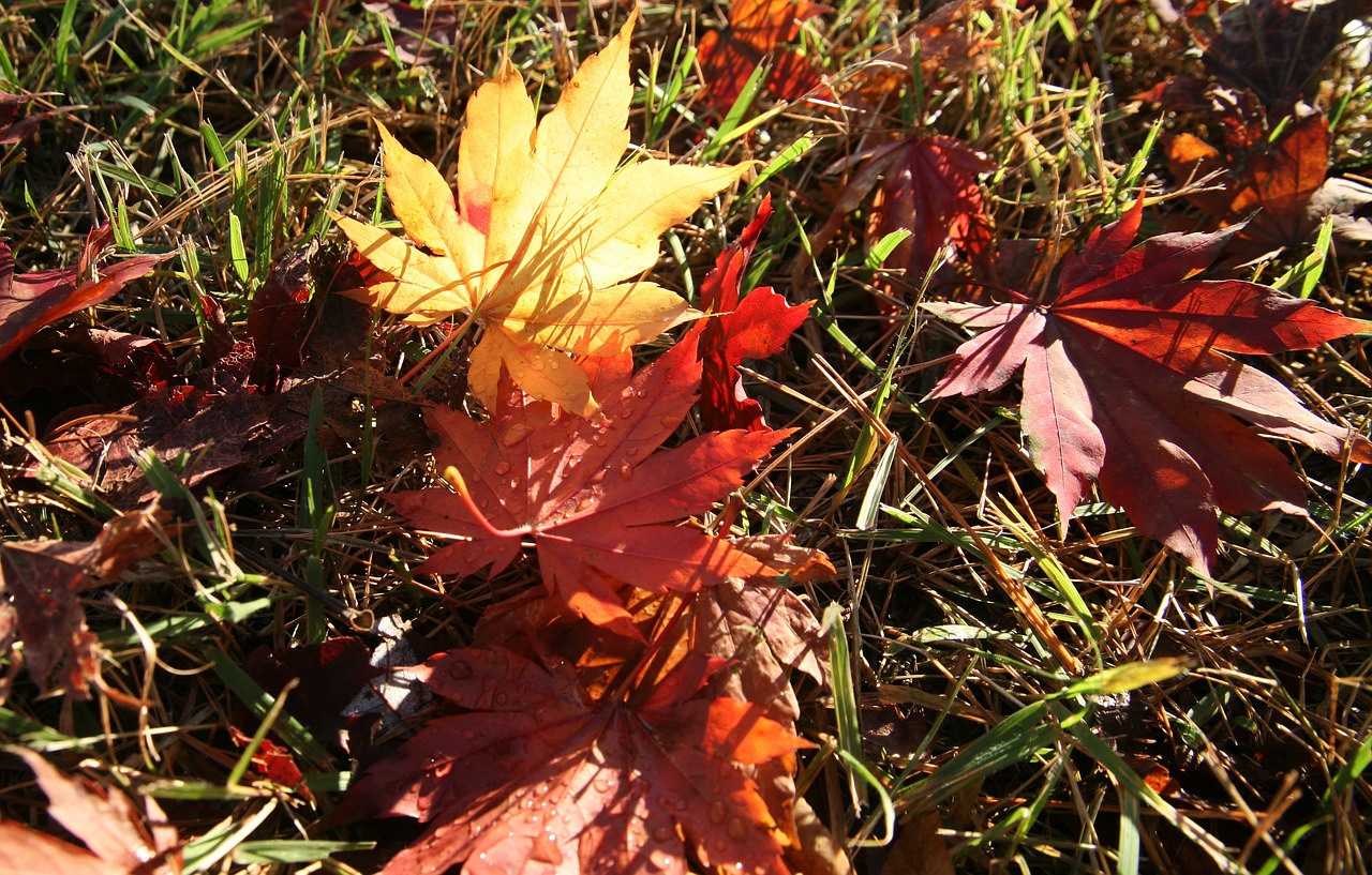 autumn autumn leaves the leaves free photo