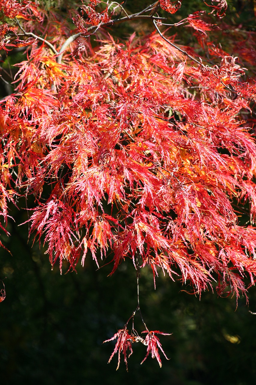 autumn autumn leaves the leaves free photo