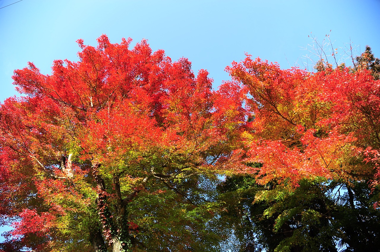 autumn autumnal leaves maple free photo