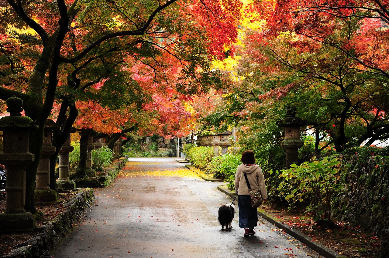 autumn autumnal leaves temple free photo