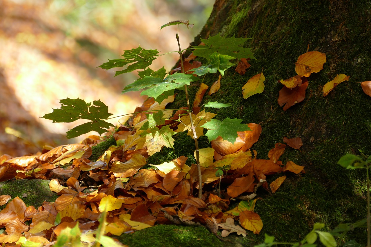 autumn leaves colorful free photo