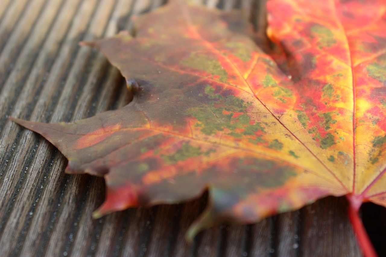 Листья начинают падать. Начало осени листья. Кленовый лист прикрывает. Лист близко. Beginning of autumn.