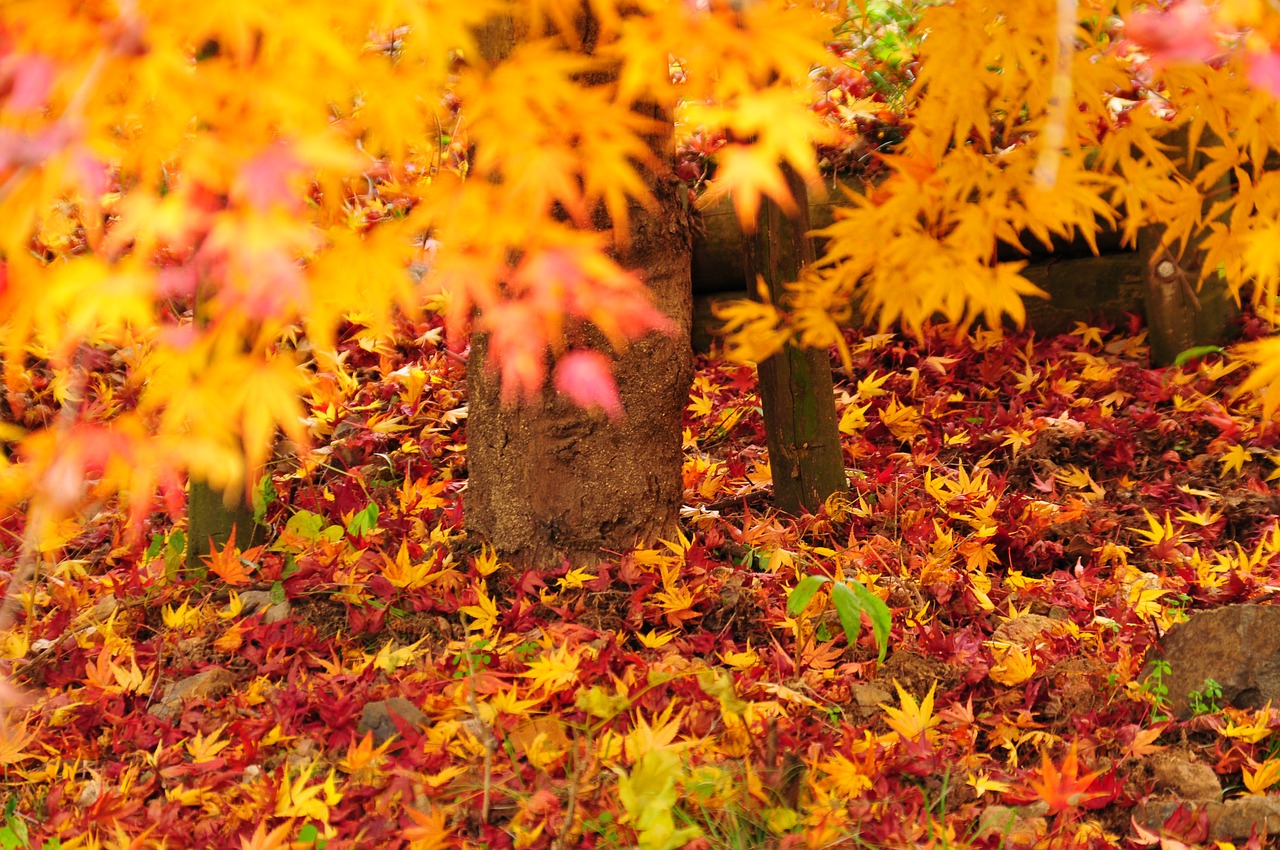 autumn autumnal leaves maple free photo