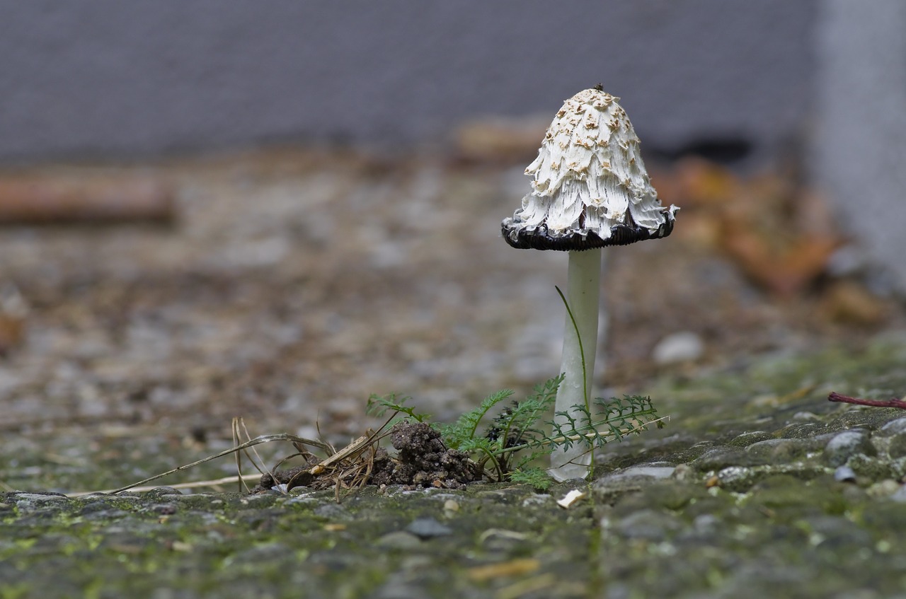 autumn mushroom schopf comatus free photo