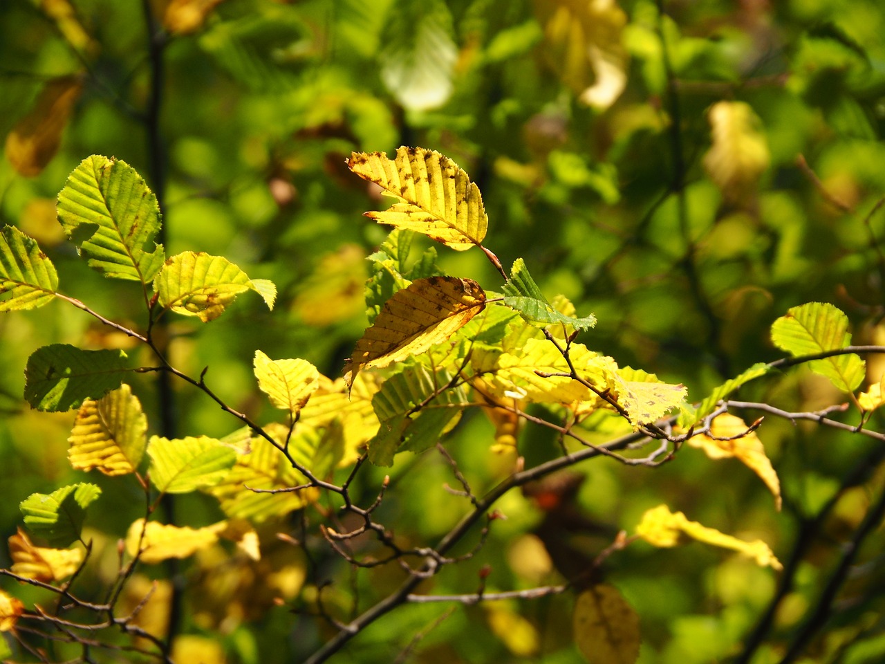 autumn leaves greeting card free photo