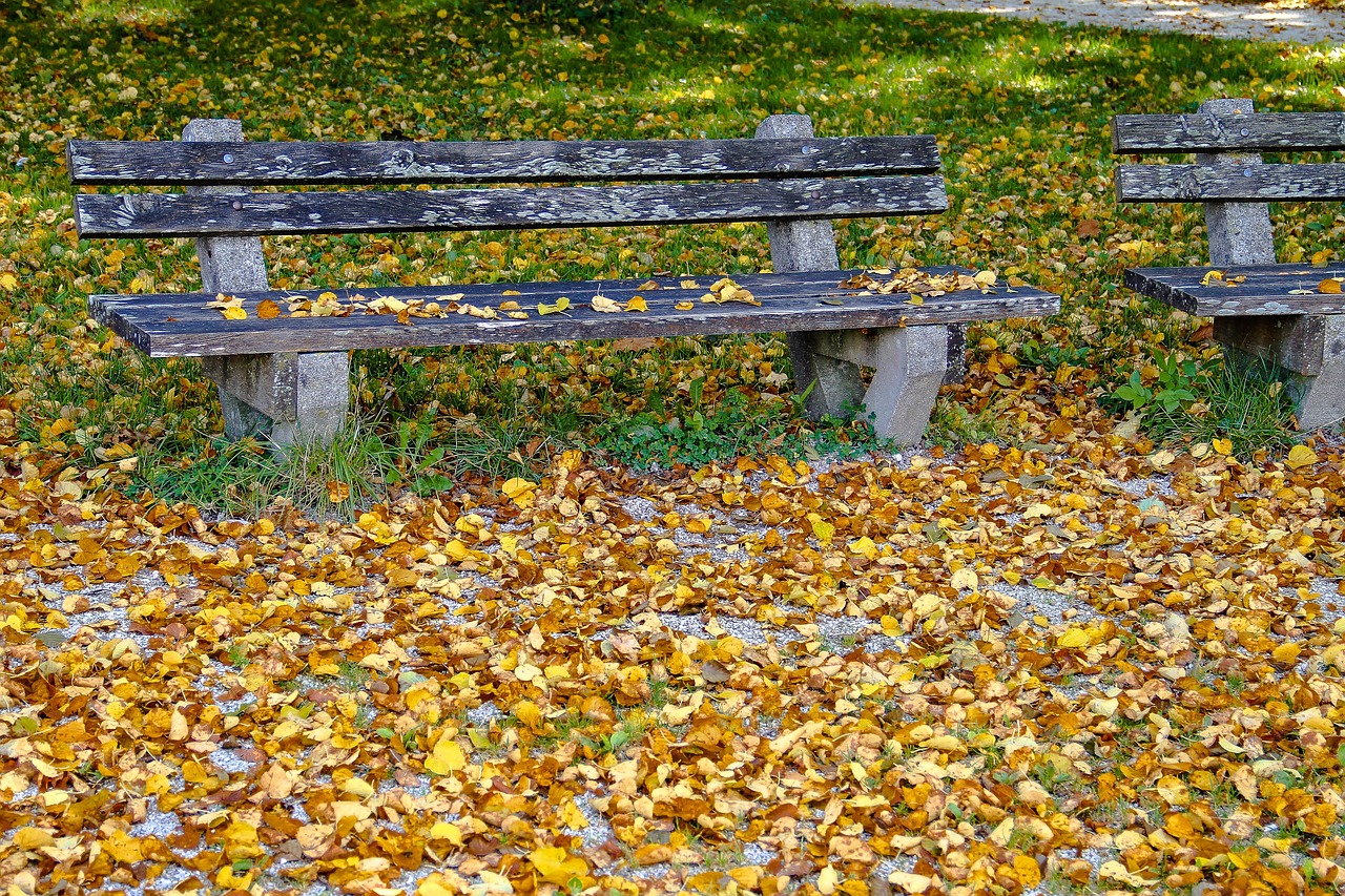 autumn bank leaves free photo