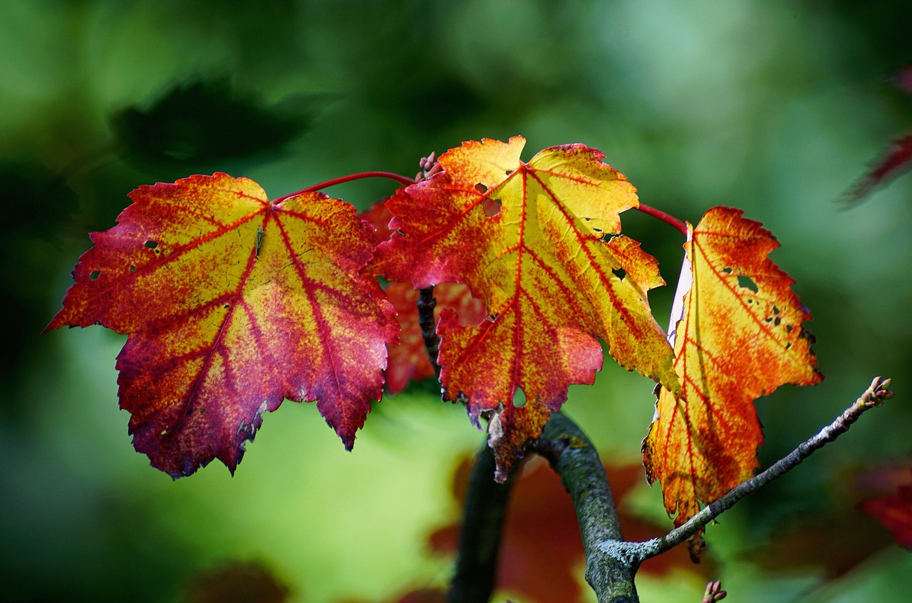 autumn color leaves free photo