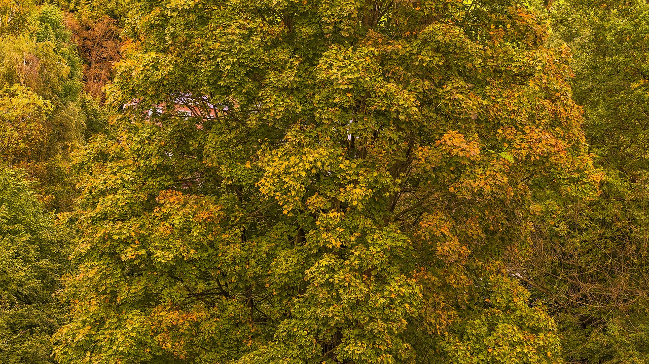 autumn tree leaves free photo