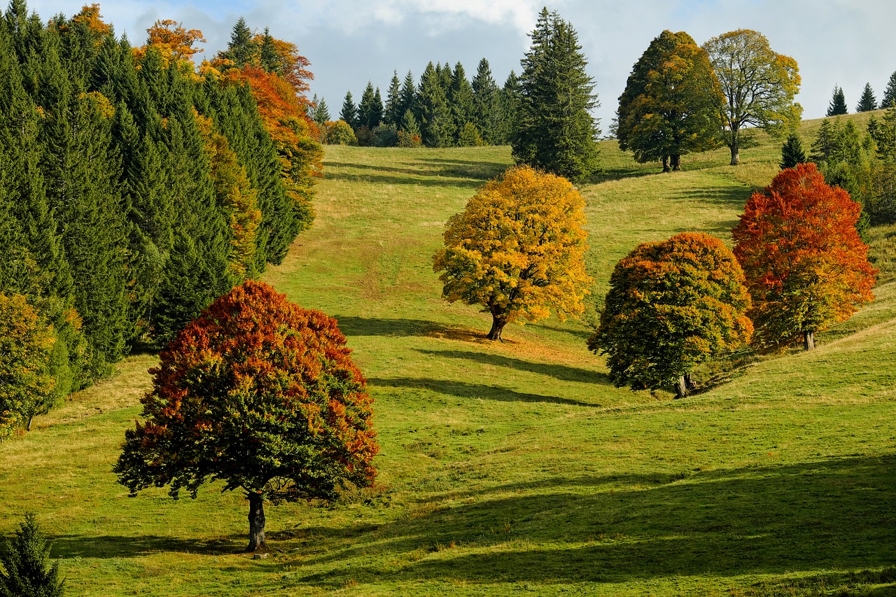 autumn autumn forest trees free photo