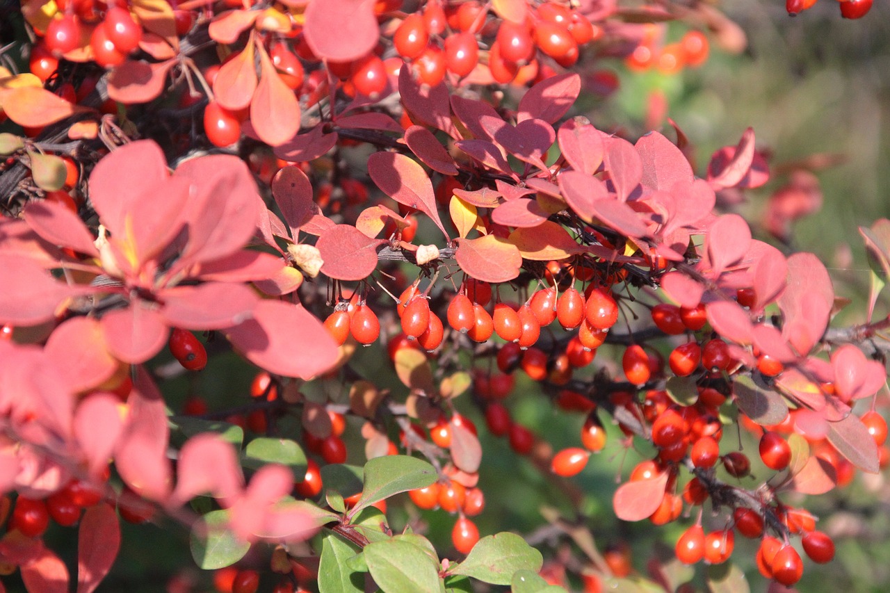 autumn nature plants free photo