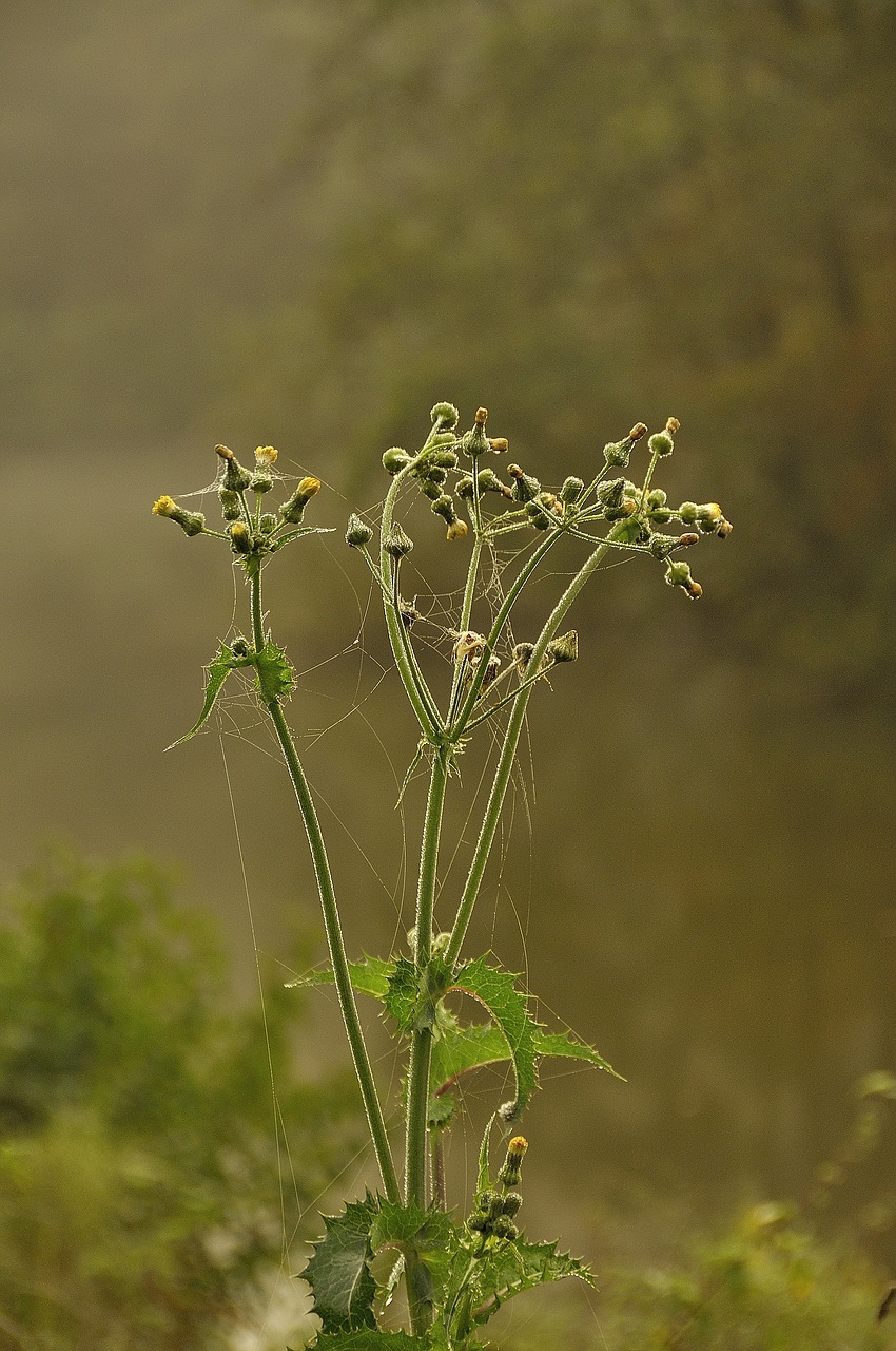 autumn spider webs dew free photo