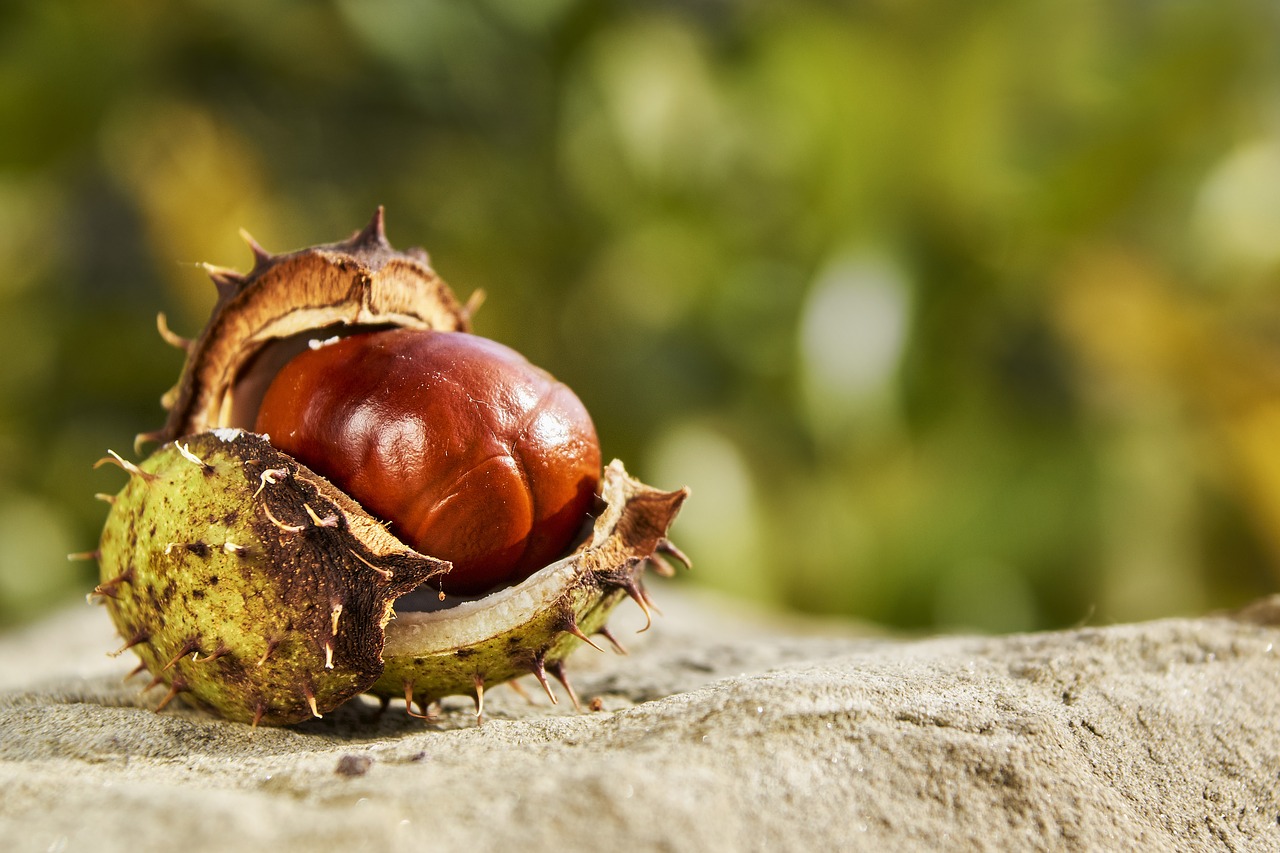 autumn chestnut open free photo