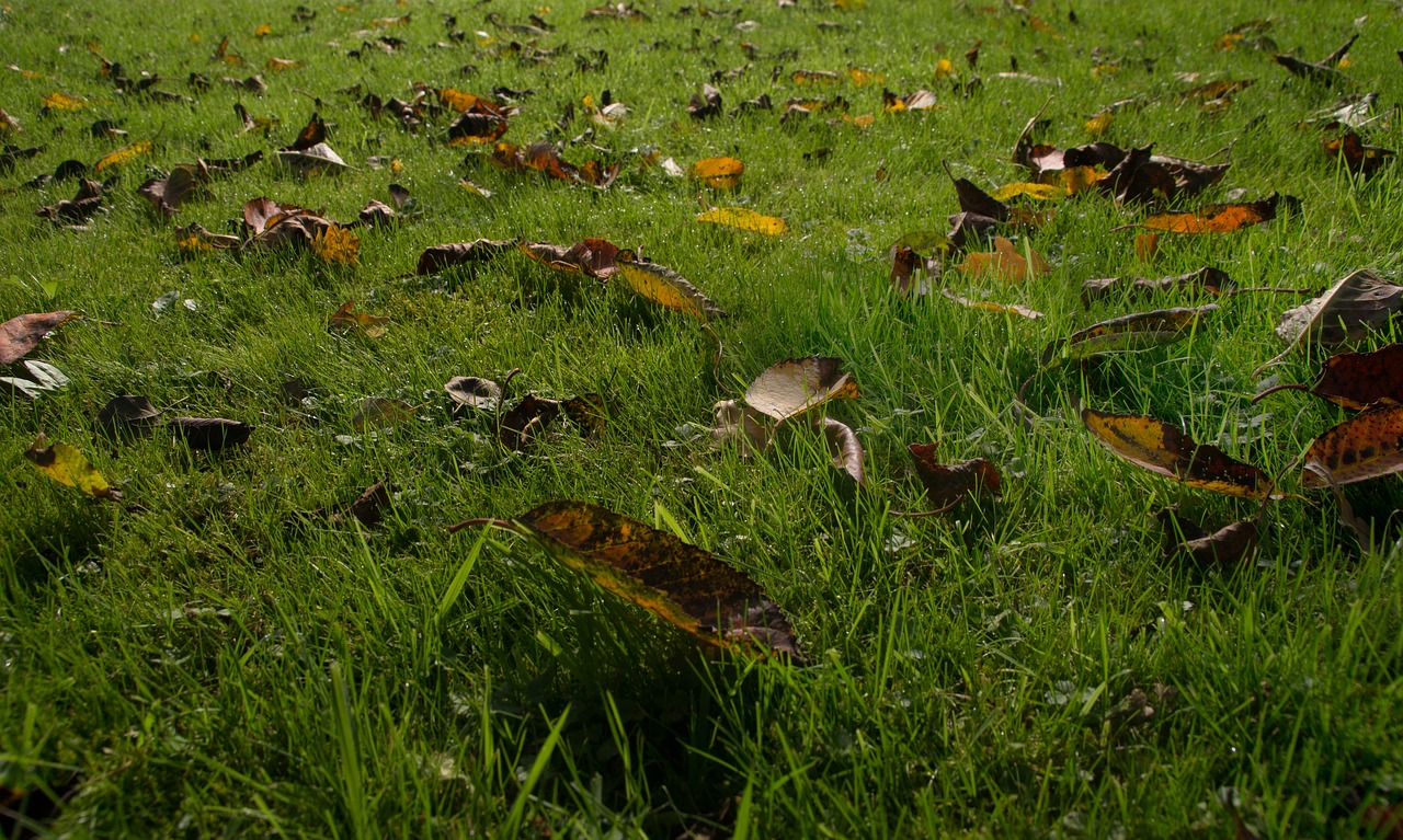 autumn leaves natural lawn free photo