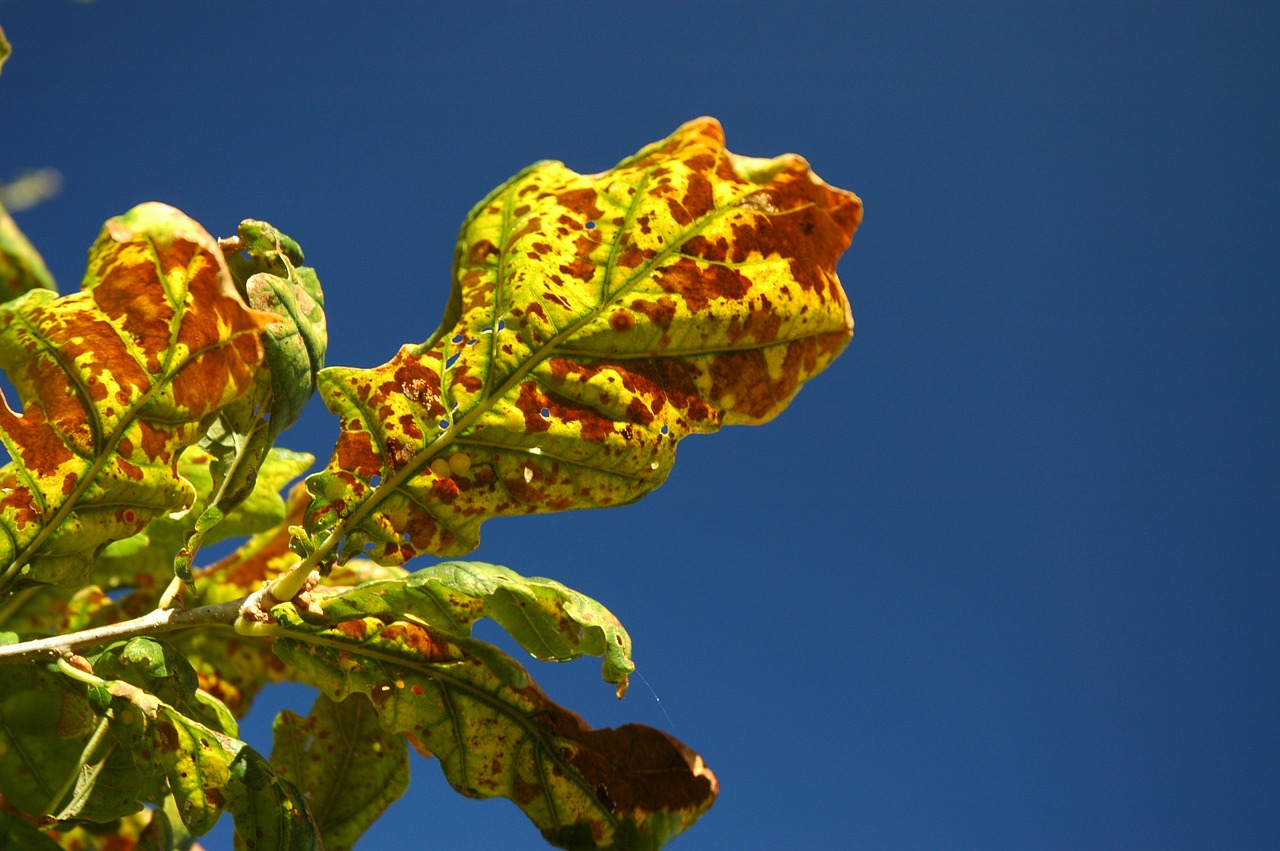 autumn leaf fall foliage free photo