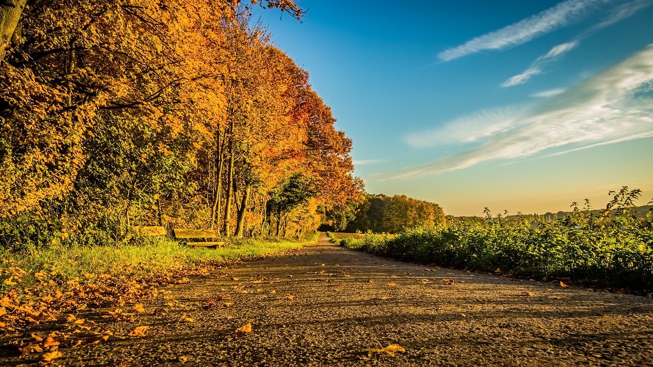 autumn path sunset free photo