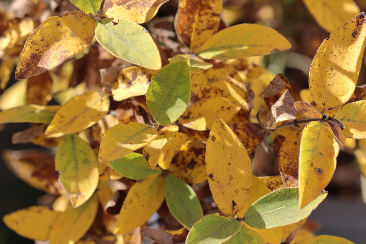 autumn leaves golden autumn free photo