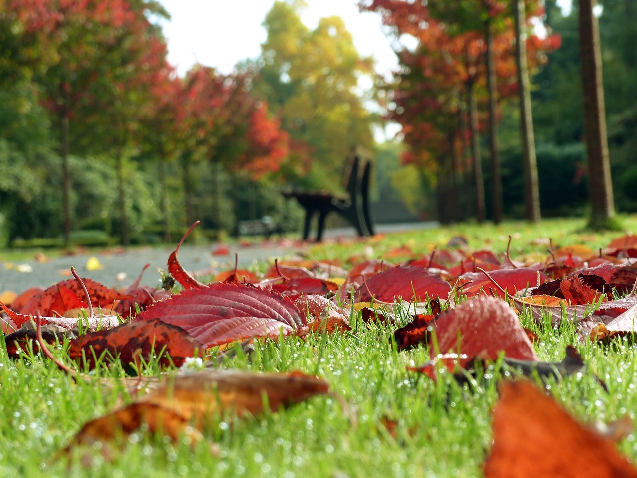 autumn fall foliage october free photo