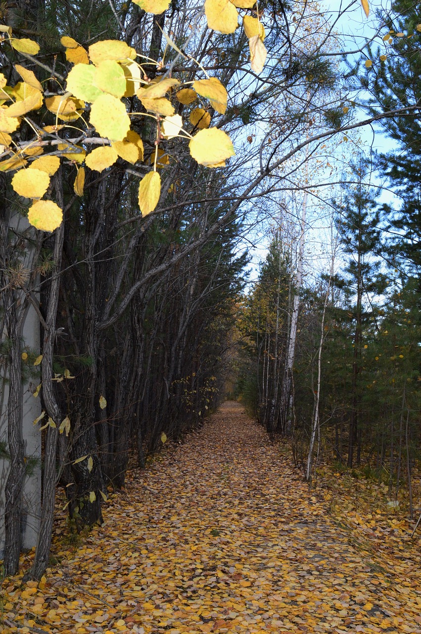 autumn listopad golden autumn free photo