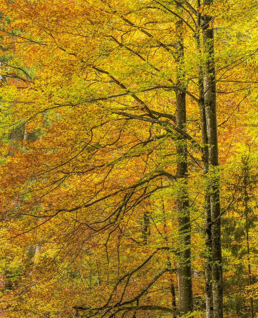 autumn color orange free photo