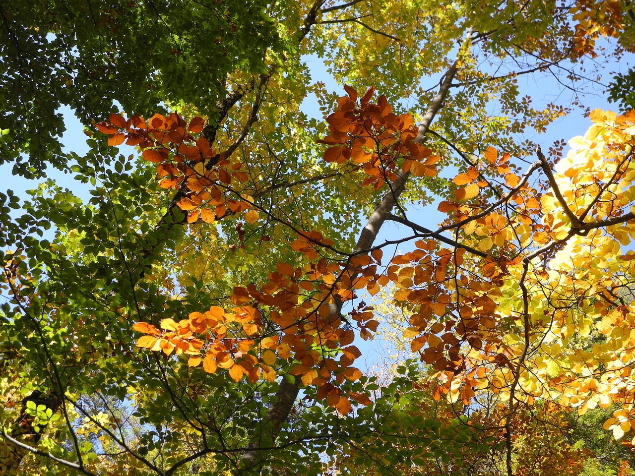 autumn leaves nature free photo