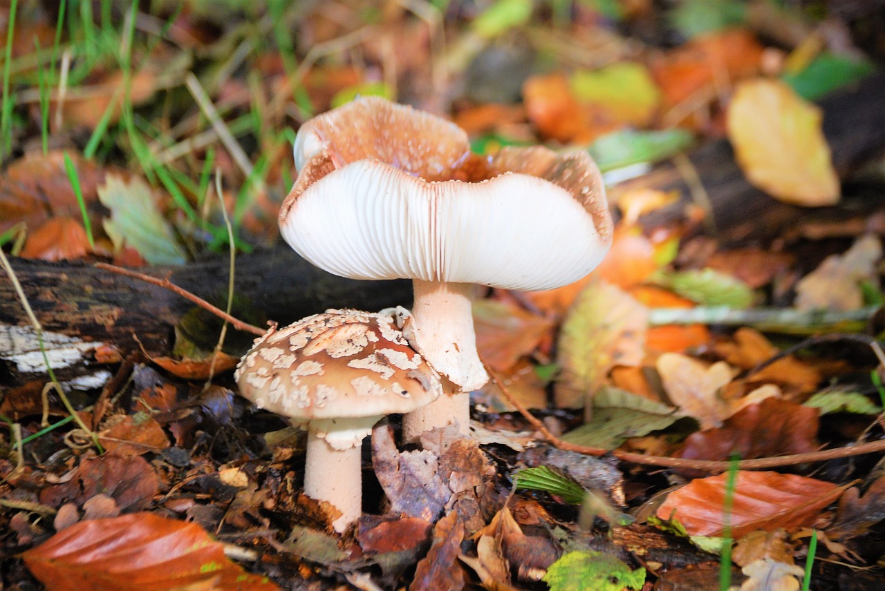 autumn mushrooms forests free photo