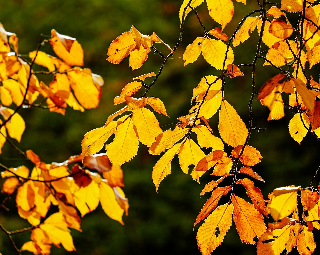autumn fall foliage leaves free photo