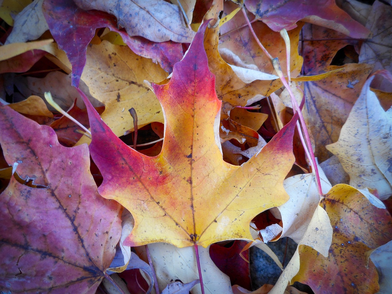 autumn leaves october free photo