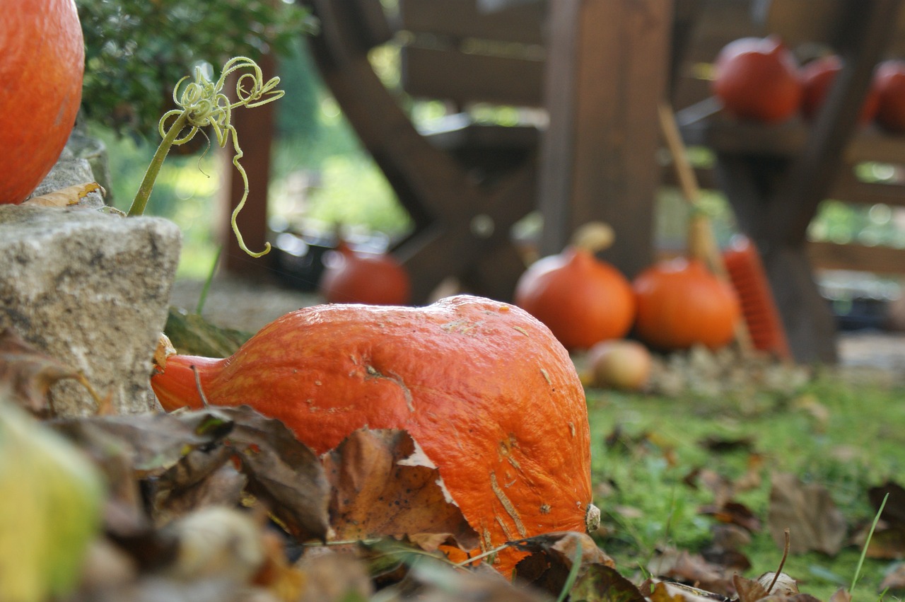 autumn pumpkin pumpkins free photo