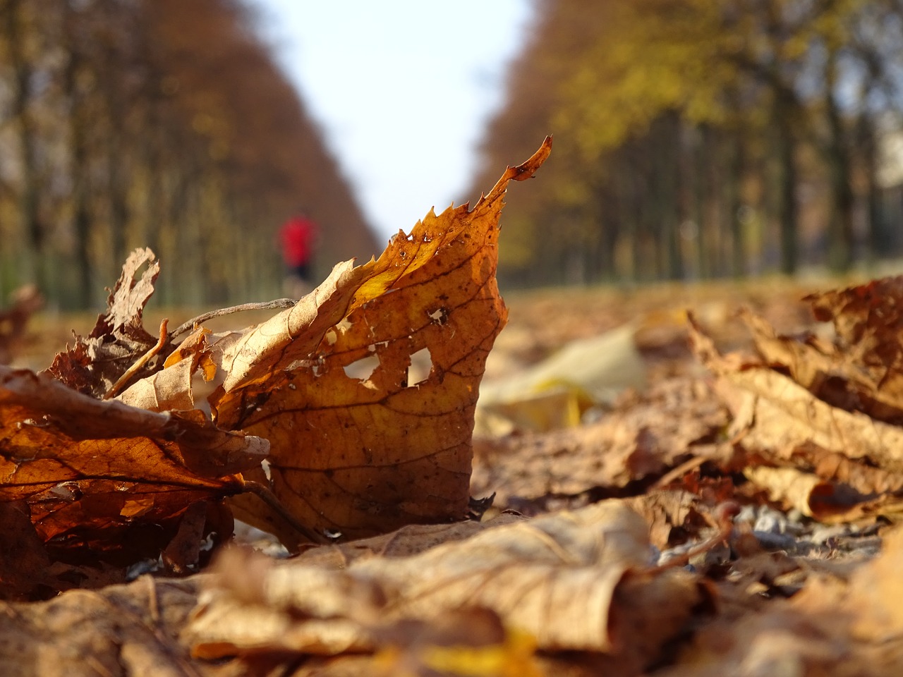 autumn musim gugur leaves free photo