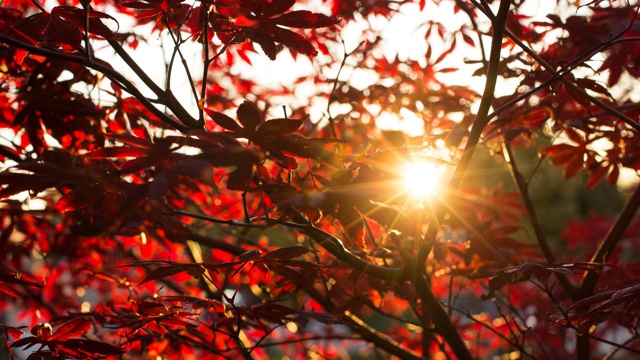 autumn sun evening free photo