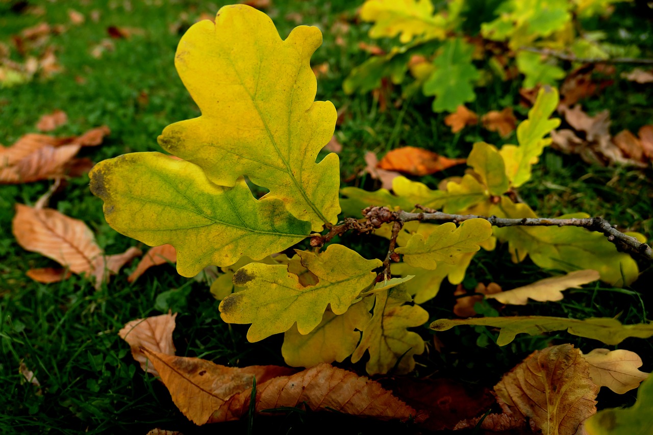 autumn autumn leaf leaf free photo