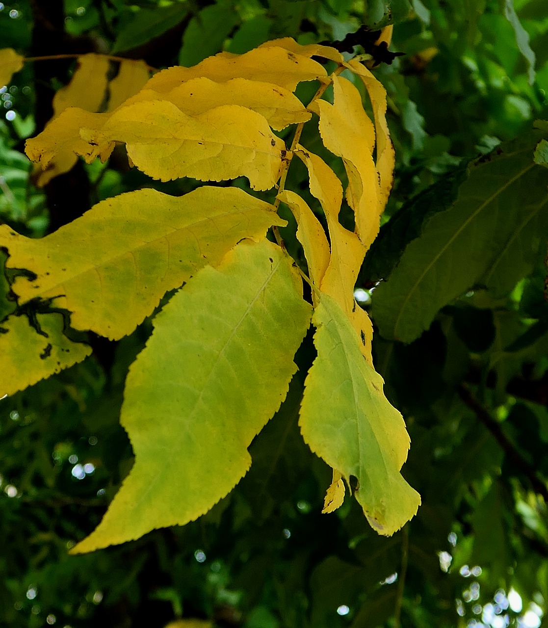 autumn autumn leaf leaf free photo