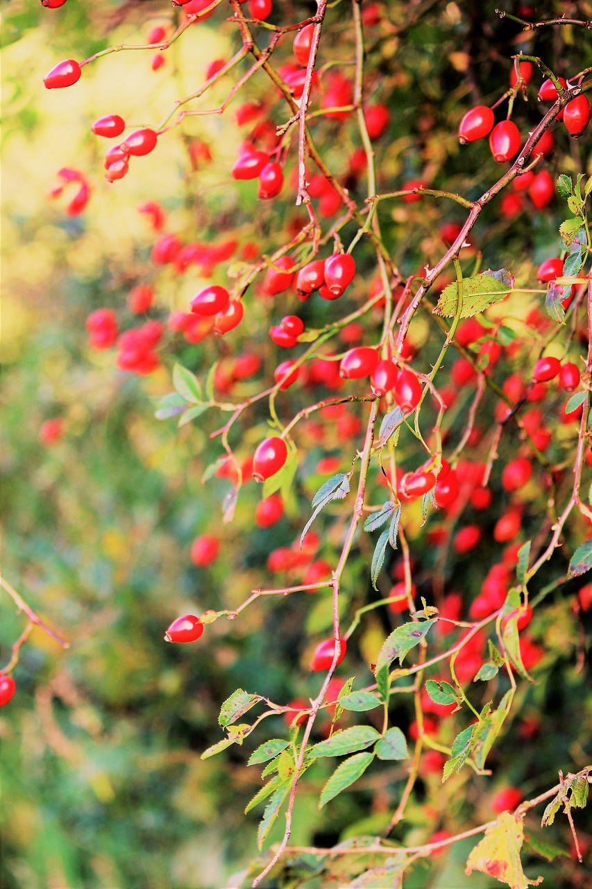 autumn rose hip light free photo