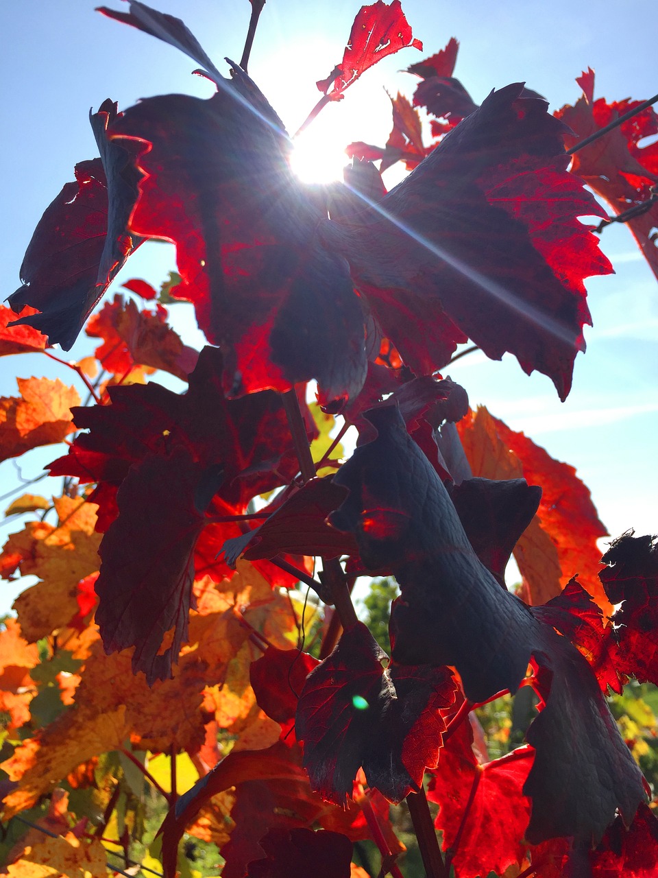 autumn wine wine leaf free photo